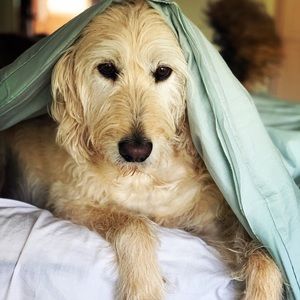 Meet your Posher, Paige